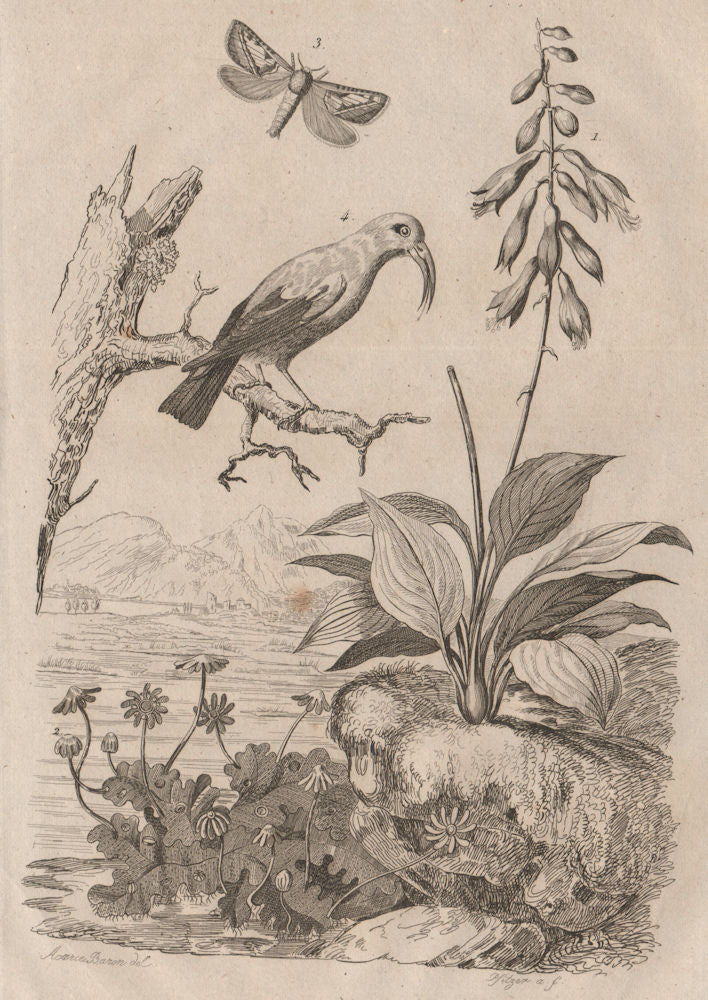 Daylily. Hepatica/liverwort. Hepialidae (Swift moth). Hawaiian honeycreeper 1834